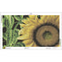 Mockup of golden bloom sunflower diamond painting with morning dew