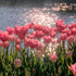 Sea of Tulips diamond painting kit – DIY floral art by DYC