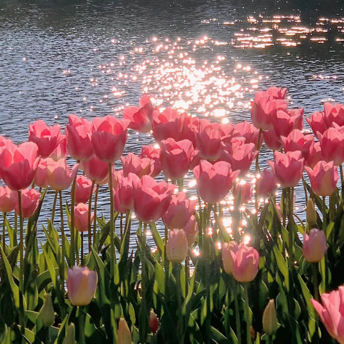Sea of Tulips diamond painting kit – DIY floral art by DYC