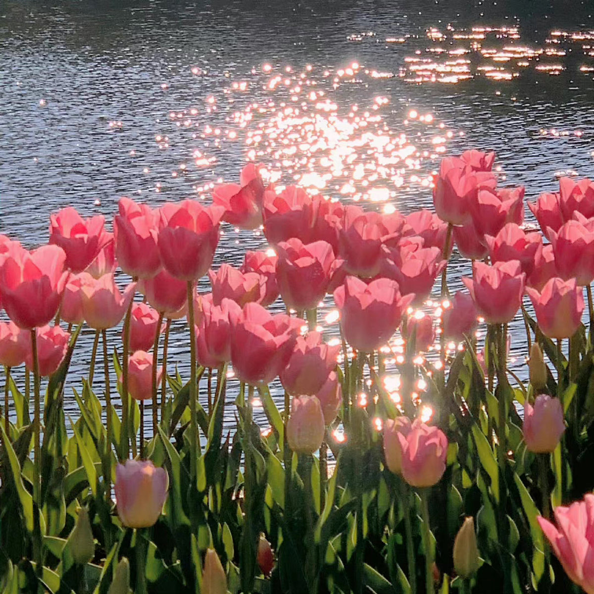 Sea of Tulips