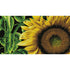 Sunflower diamond art – golden bloom with morning dew by DYC